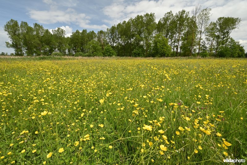 Demervallei: Kloosterbeemden