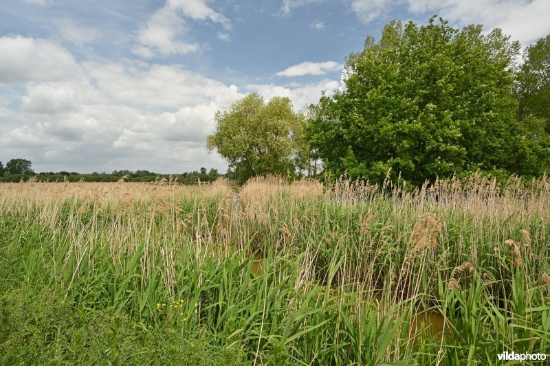 Demervallei: Kloosterbeemden