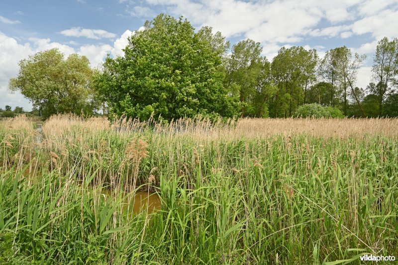 Demervallei: Kloosterbeemden