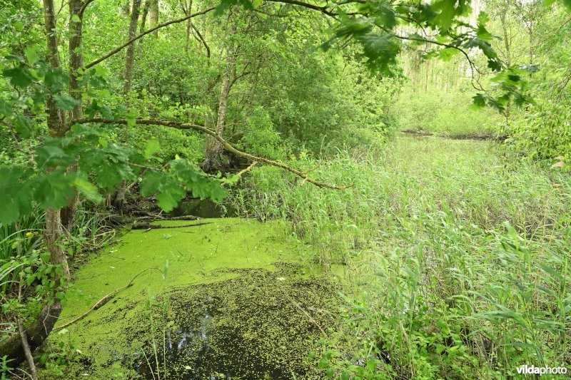 Demervallei: Molenstedebroek