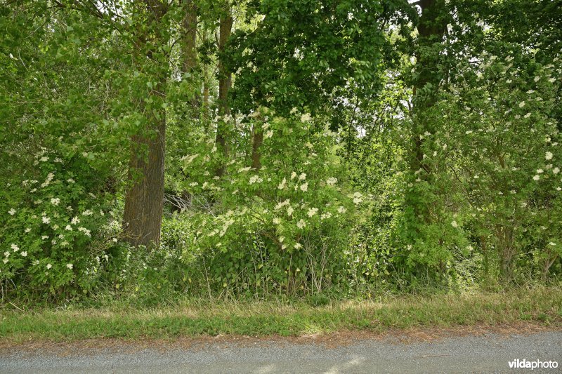 Demervallei: Molenstedebroek