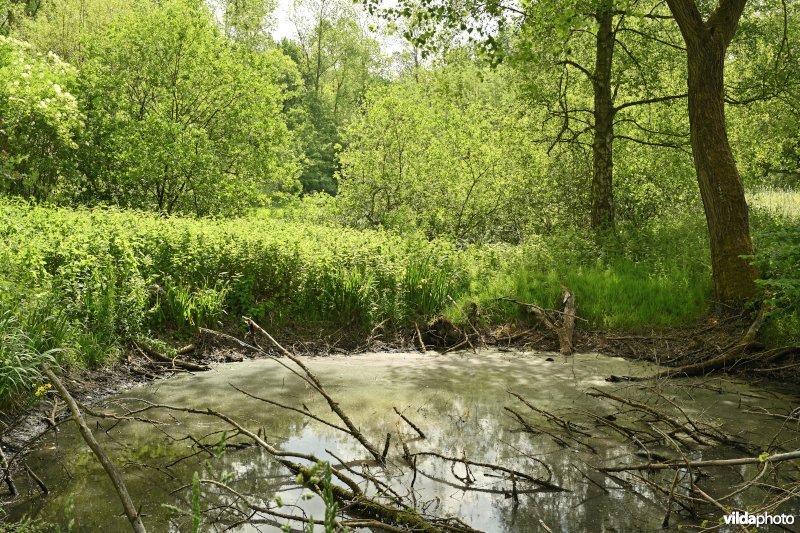 Demervallei: Molenstedebroek