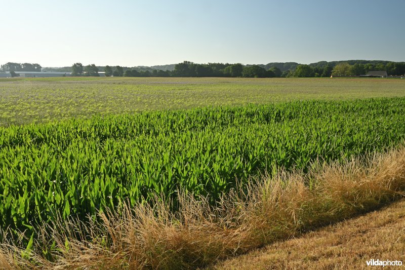 Demervallei 