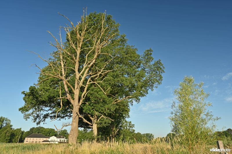 Demervallei 