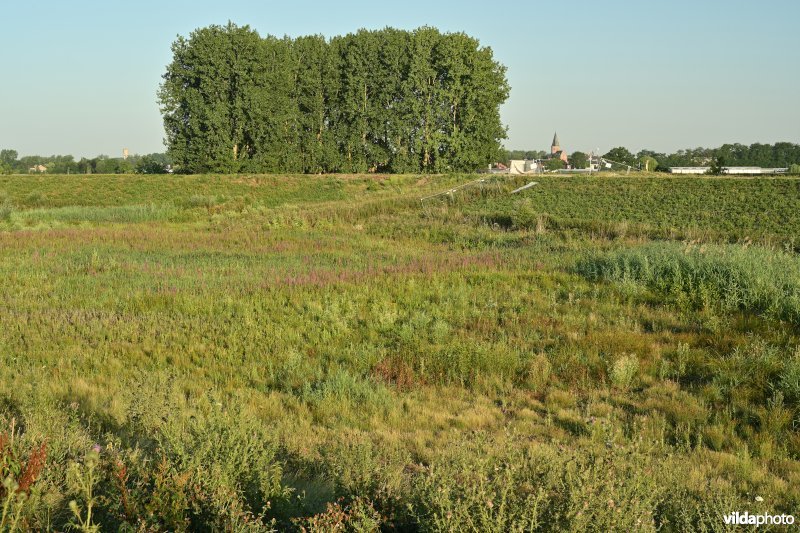 Kleine Wal