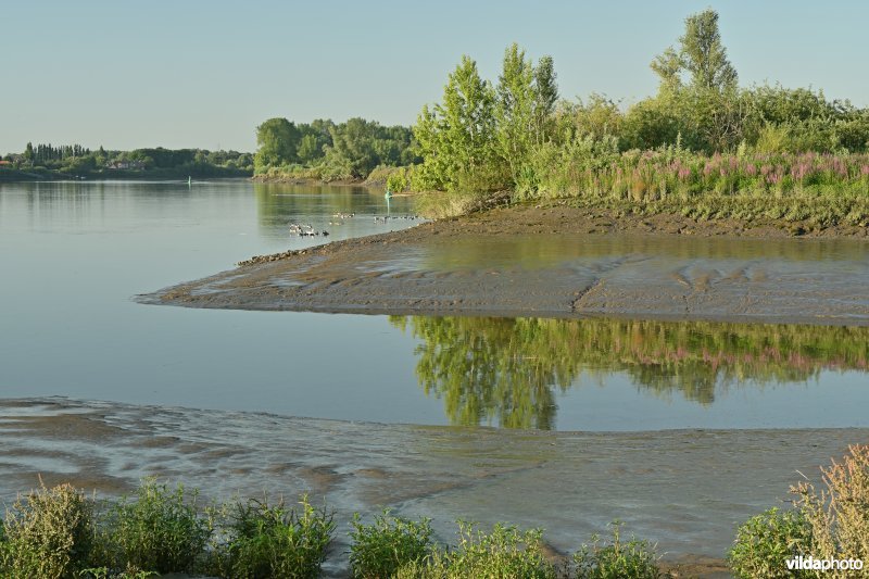 Kleine Wal