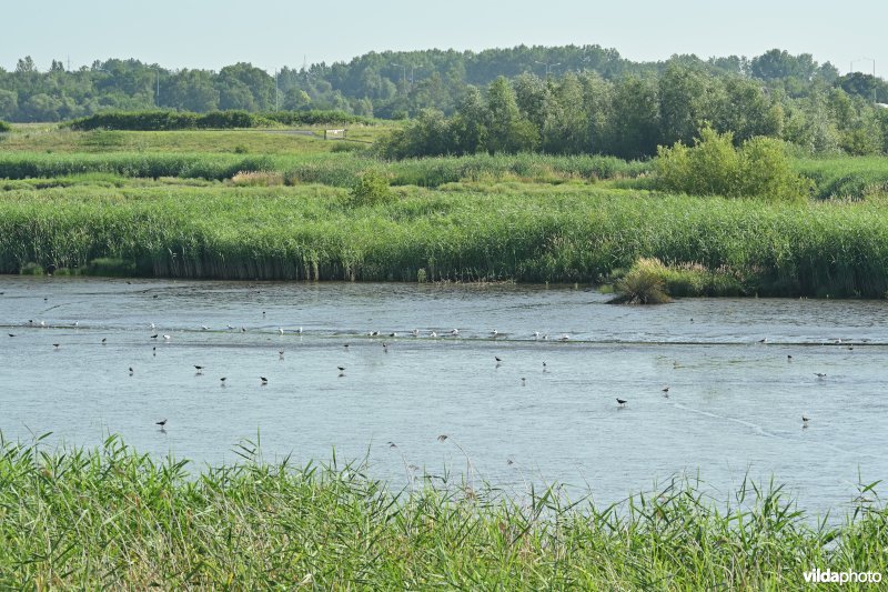 Zennegat
