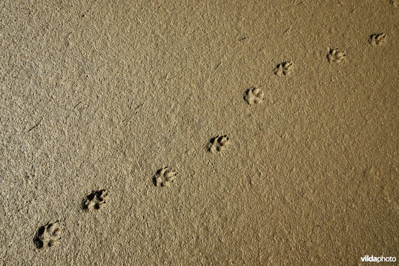 Hedwige-Prosperschor