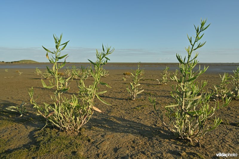 Hedwige-Prosperschor