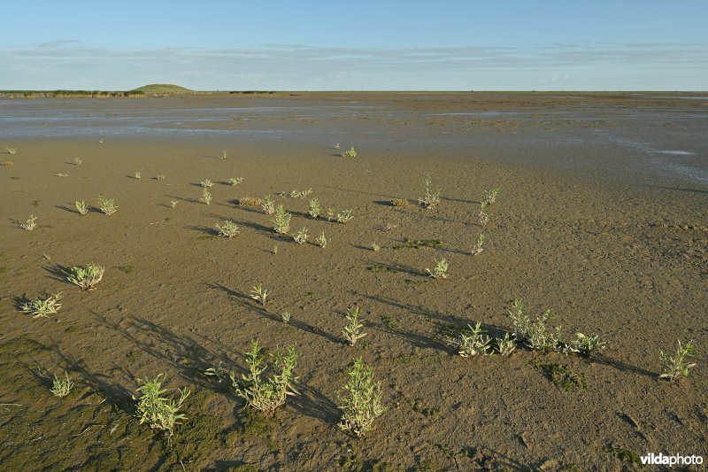 Hedwige-Prosperschor