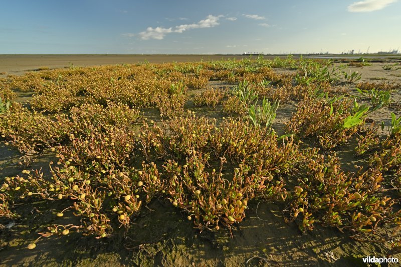 Goudknopje in het Hedwige-Prosperschor 