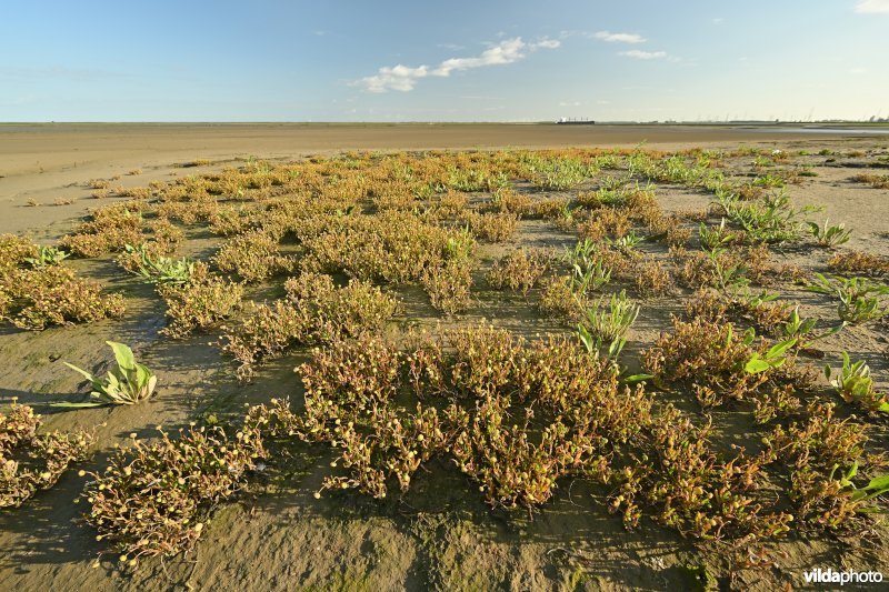 Goudknopje in het Hedwige-Prosperschor 