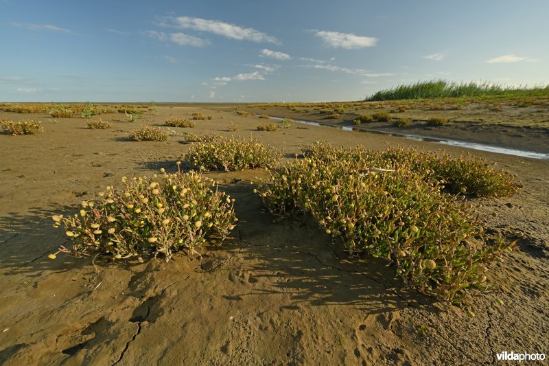 Hedwige-Prosperschor