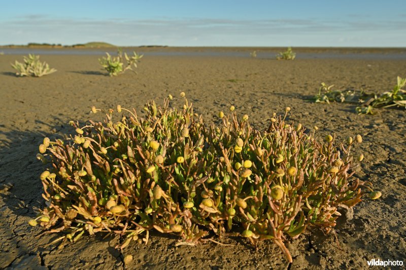 Goudknopje in het Hedwige-Prosperschor