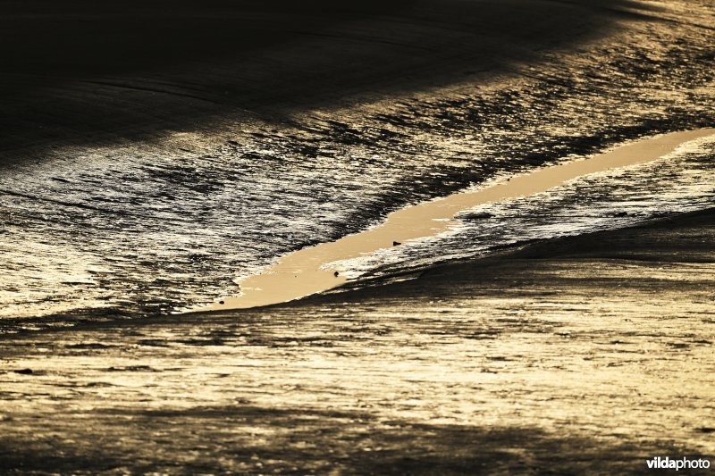 Hedwige-Prosperschor