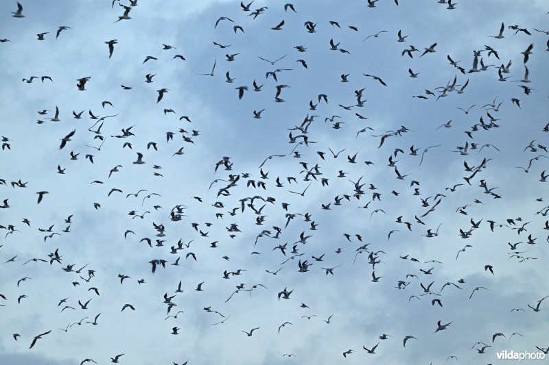 Grote zwerm Kokmeeuwen in vlucht