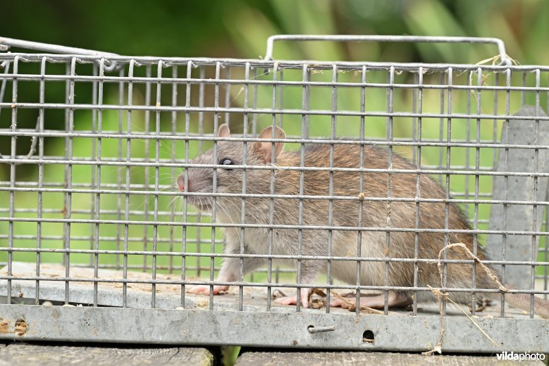 Bruine rat in val 