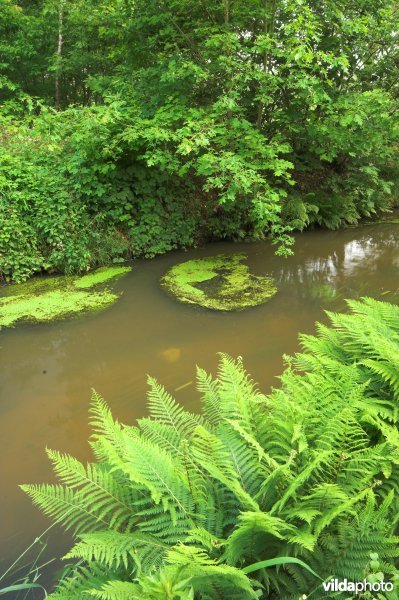 Abeek in het Stamprooierbroek