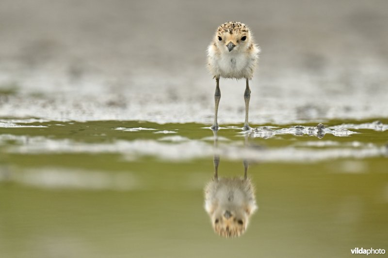 Juveniele Strandplevier