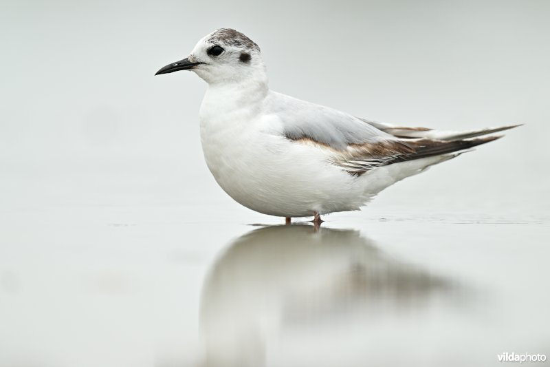 Dwergmeeuw