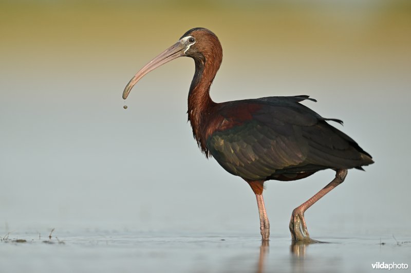 Zwarte ibis