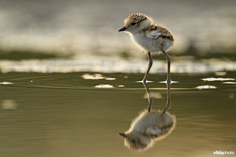 Juveniele Strandplevier