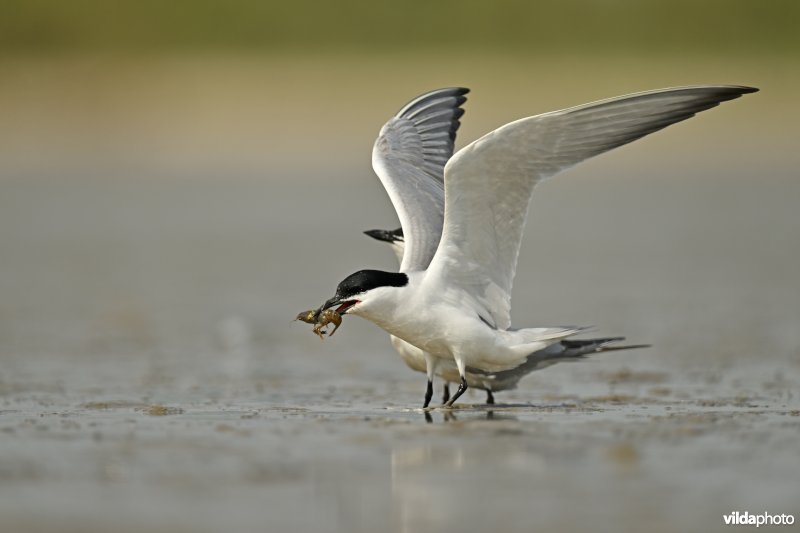 Baltsende Lachsternen