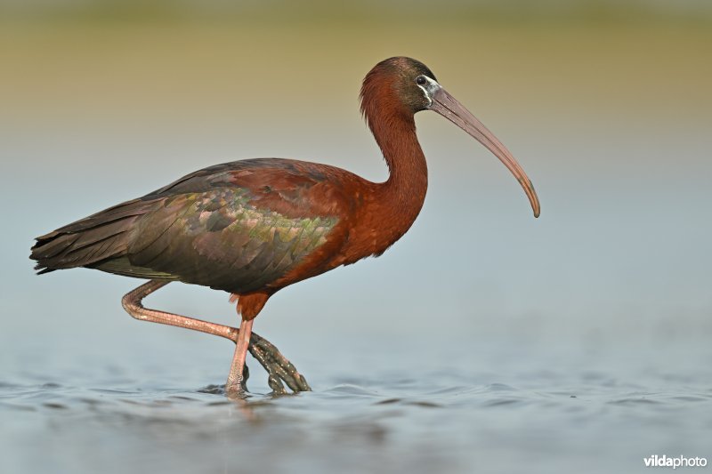 Zwarte ibis