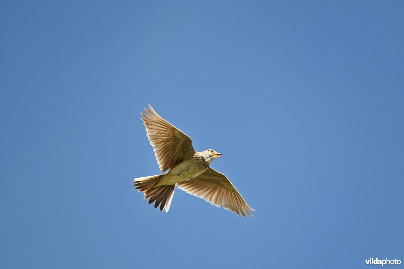 Zingende Veldleeuwerik