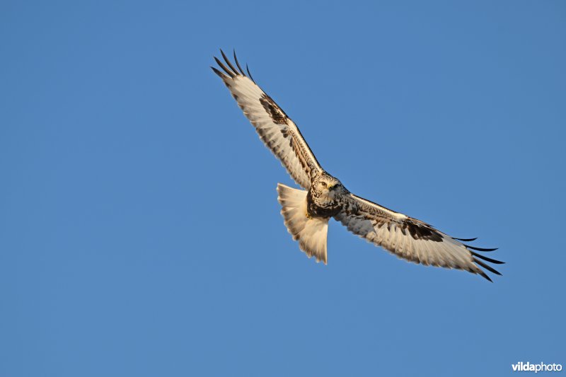 Ruigpootbuizerd