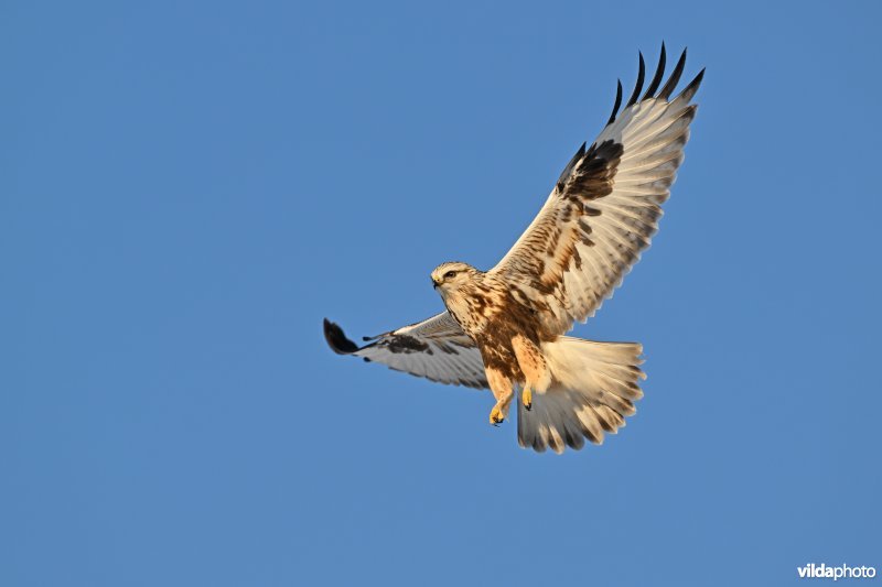Ruigpootbuizerd
