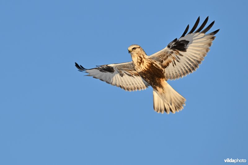 Ruigpootbuizerd