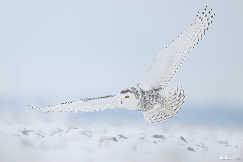 Sneeuwuil