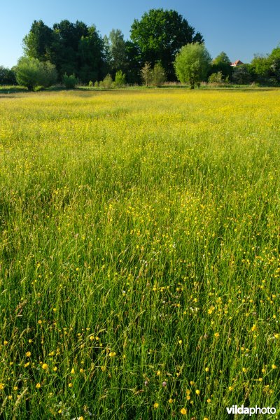 Bloemrijk vochtig grasland