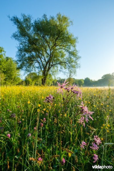 Bloemrijk vochtig grasland