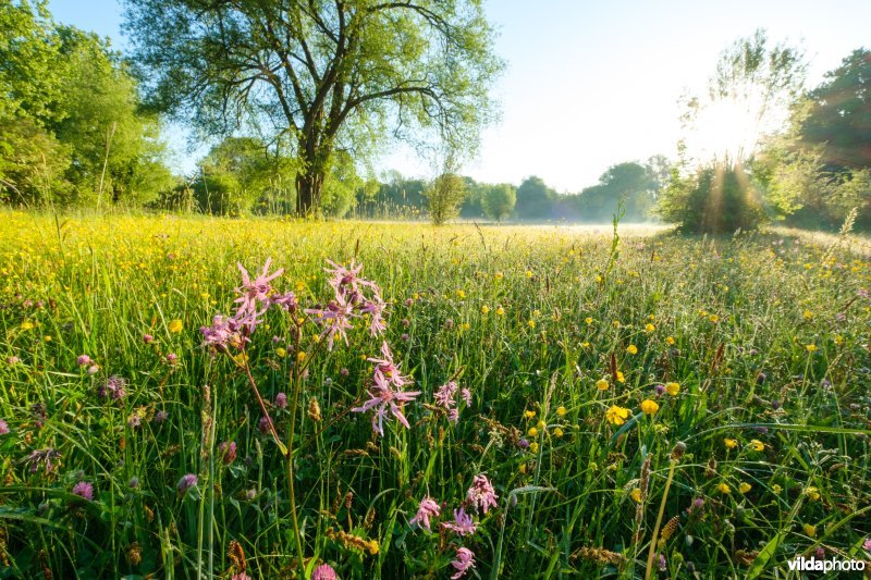 Bloemrijk vochtig grasland