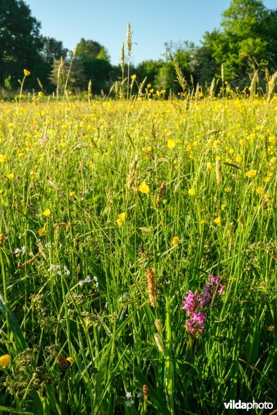 Bloemrijk vochtig grasland