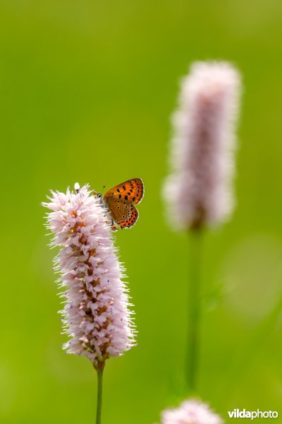Blauwe vuurvlinder op adderwortel