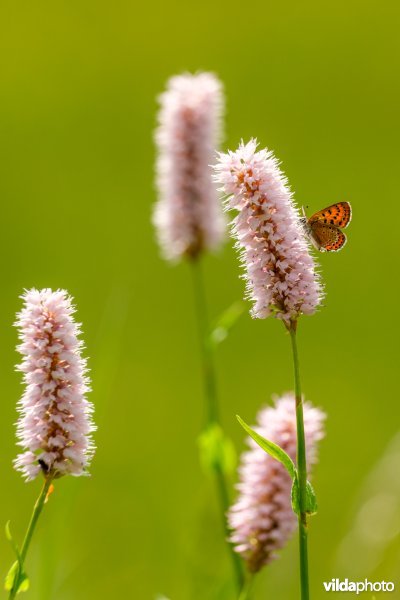 Blauwe vuurvlinder op adderwortel