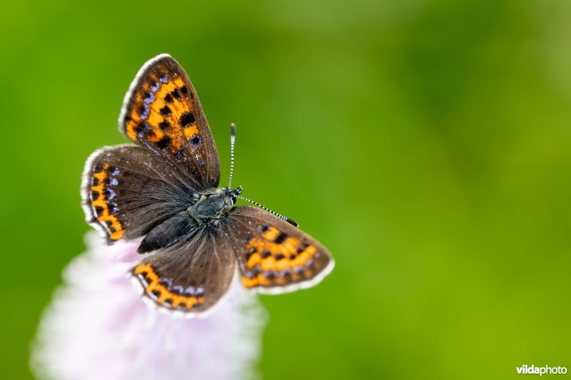 Blauwe vuurvlinder op adderwortel