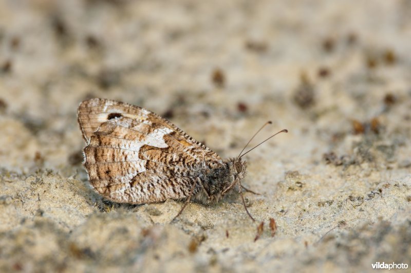 Heivlinder