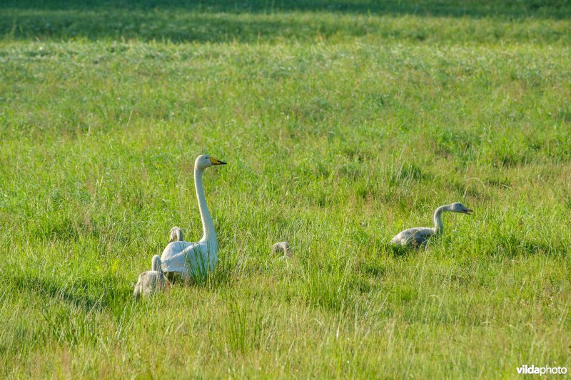 Wilde zwaan met jongen