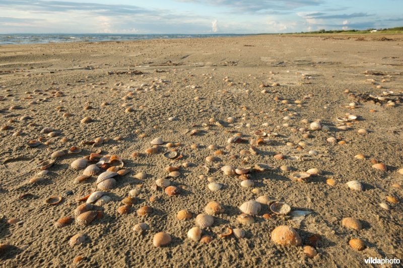 Strandlijn met schelpen