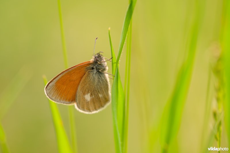 Roodstreephooibeestje uit de Alpen