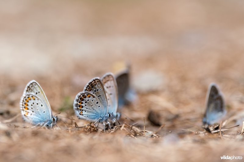 Drinkende heideblauwtjes