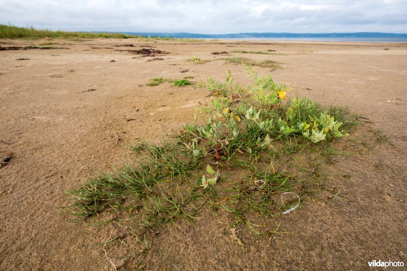 Natuurstreefbeeld 2110 – Embryonale duinen