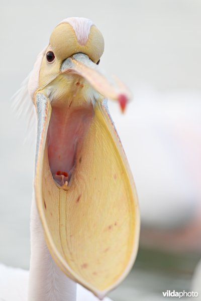 Roze pelikaan