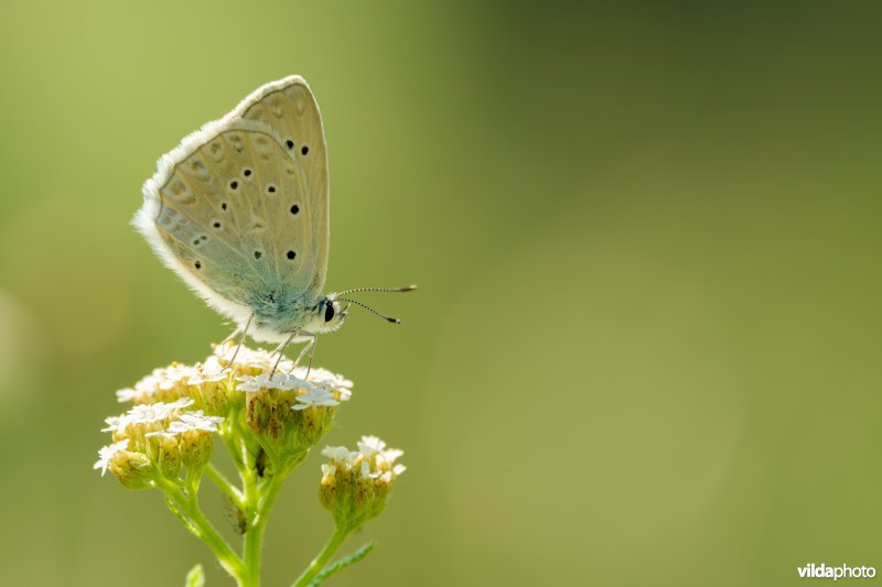 Getand blauwtje
