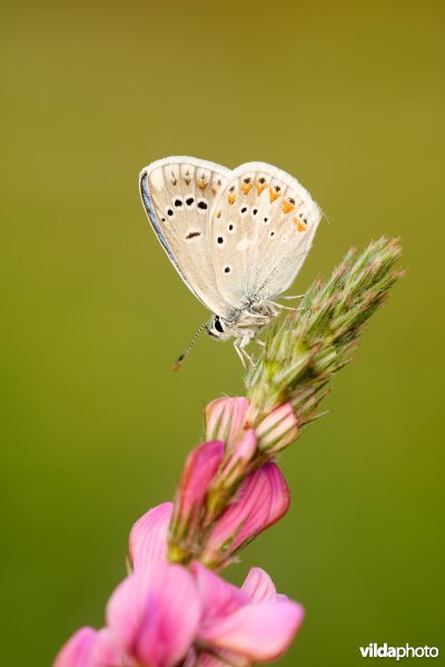 Turkooisblauwtje