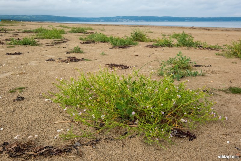 Natuurstreefbeeld 2110 – Embryonale duinen